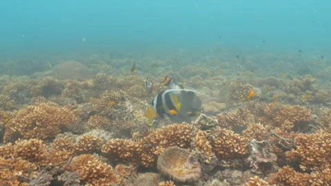 Titan triggerfish eating Stock Footage 281856957