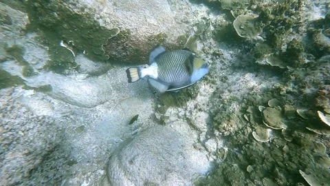 Titan triggerfish evades diver Stock Footage 302507746