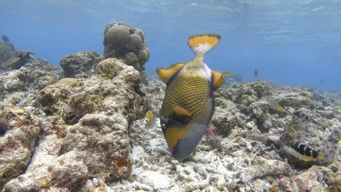 Titan triggerfish feeding on bleached coral reef. Maldives, 4K Stock Footage 128916362