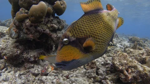 Titan triggerfish feeding on bleached coral reef. Maldives, 4K Stock Footage 128917649
