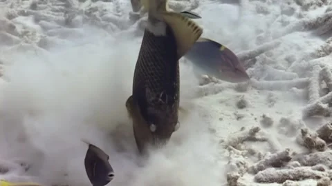 Titan Triggerfish Fiercely Guards Its Nest From Other Reef Fish at Daytime 库存影片 322804162