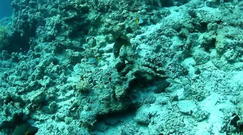 Titan triggerfish Stock Footage 10730664