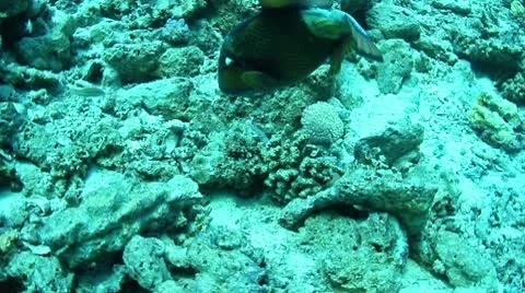Titan triggerfish Stock Footage 10730755