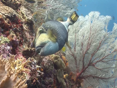Titan Triggerfish Stock Footage 98475586