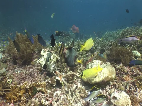 Titan Triggerfish Stock Footage 98669919