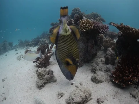 Titan Triggerfish Stock Footage 98670031