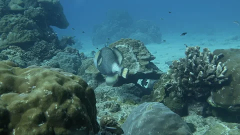 Titan Triggerfish Stock Footage 314296309