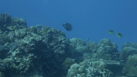 Titan Triggerfish Stock Footage 314296320