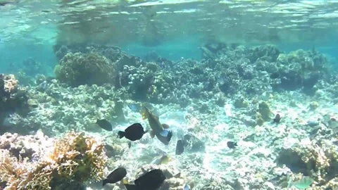 Titan Triggerfish Foraging on Coral Reef Surrounded by Reef Fish in the Red Sea Stock Footage 339628596