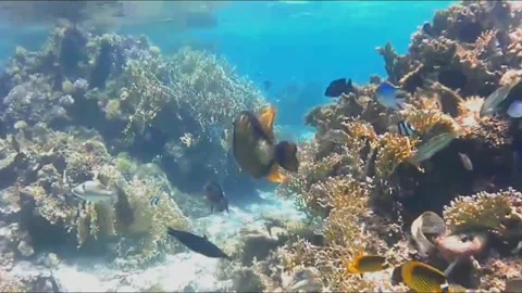 Titan Triggerfish Foraging on Coral Reef While Chased by Territorial Fish, Marsa Stock-Footage 343303863