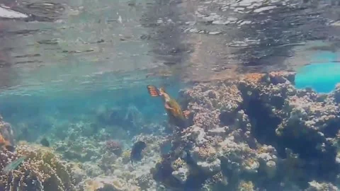 Titan Triggerfish Foraging in Coral While Chased by Territorial Fish, Marsa Alam Stock Footage 343301276