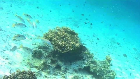 Titan Triggerfish Hiding Beneath Coral Formation in Las Cabanas, Red Sea, Egypt Stock Footage 340542626