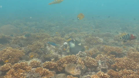 Titan triggerfish hiding while eating Stock Footage 281857358