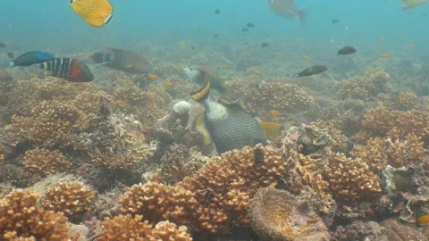 Titan triggerfish hiding while eating corals Stock Footage 281857379