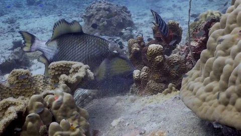 Titan Triggerfish at Koh Tao - Sony AX700 - 4K Stock Footage 119136652