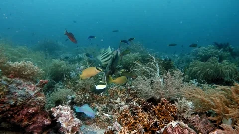 Titan Triggerfish nesting Stock Footage 300430997