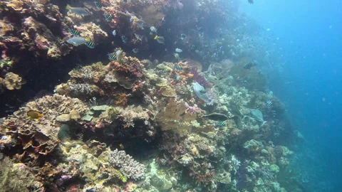 Titan triggerfish, parrotfish, Indo-Pacific sergeants and unicornfish swim on a Stock Footage 306584437