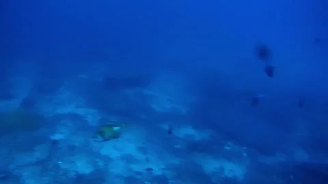 Titan triggerfish-south andaman Stock Footage 247232762