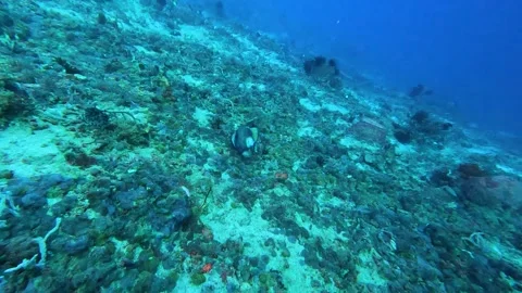 Titan triggerfish swimming and exploring coral reef ecosystem in deep blue Stock Footage 242575623