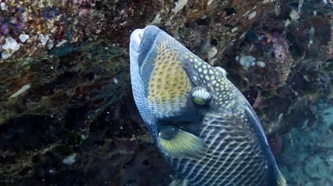 Titan triggerfish swimming in currents Stock Footage 58308570