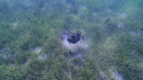 Titan triggerfish swims over a sandy patch in a lush Fiji seagrass meadow Stock Footage 329545477