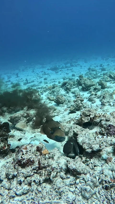 Titan Triggerfish vs Octopus, Fulidhoo Island, Vaavu Atoll, Maldives - 01 Apr 20 Video stock 271556287