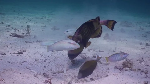 Titan Triggerfish wide shot with other smaller fish digging in the sand in Stock Footage 129205051