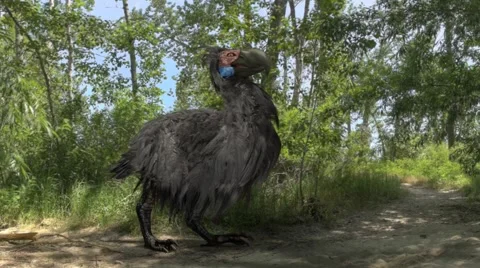 Titanis (Terror Bird) In Forest Animation Stock-Footage 62051817