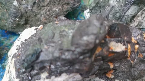 Titanium Raw Ore on Copper with Azurite, Malachite &amp;amp; Bornite Stock Footage 324553314
