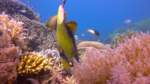 Titanium trigger fish. Stock Footage 149908385