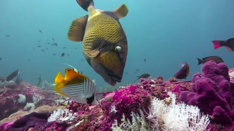Titanium trigger fish. Stock Footage 149909881