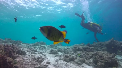 Titanium trigger fish. Stock Footage 154404844