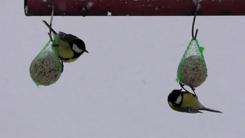 Titans in winter. Stock-Footage 83066457