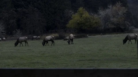 Tite shot on Elk herd 動画素材 82767018