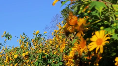 Tithonia diversifolia or called tree marigold against the sky. Stock Footage 304592624