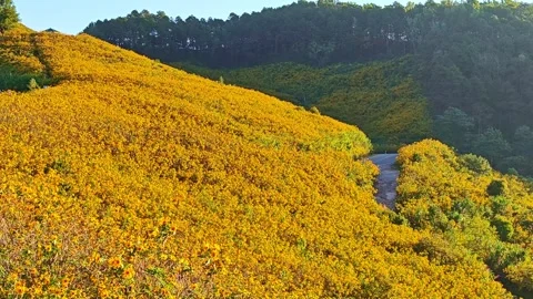 Tithonia diversifolia or tree marigold. Yellow flower field. Stock Footage 304592448