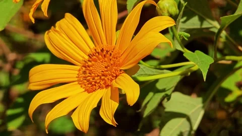 Tithonia diversifolia or tree marigold . Stock Footage 304592632