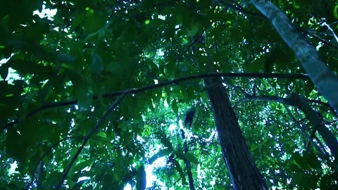 Tití Jumping the trees Stock Footage 278369912