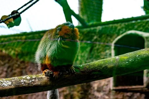 Titi monkey resting on a branch inside a mountain zoo enclosure Stock Photos