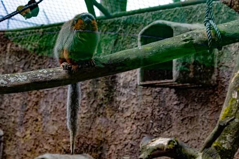 Titi monkey resting on a branch inside a mountain zoo enclosure Stock Photos