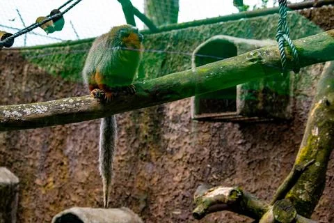 Titi monkey resting on a branch inside a mountain zoo enclosure Stock Photos