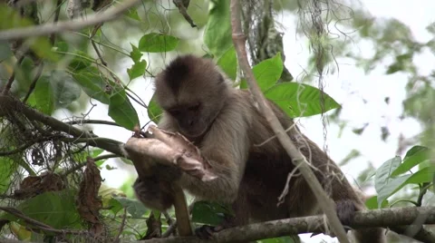 Titi Monkey on the trees Stock Footage 52030880