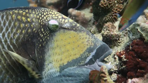 Titian Trigger fish Stock Footage 80799319