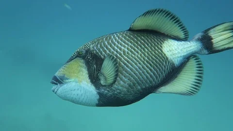 Titian Trigger fish Stock Footage 81112022