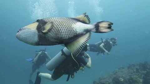 Titian Triggerfish swims by divers Stock Footage 81112092