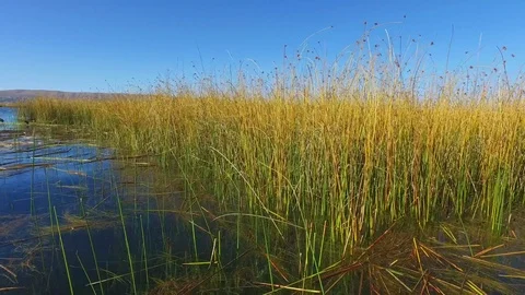 Titicaca Reeds Video stock 73276296