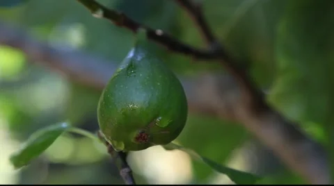 Titl from fig fruit with dew drops to leaves Stock Footage 879567