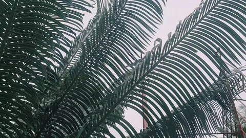 Title: 4K Close Up of Tropical Palm Leaves Moving in Wind with Sky Background Stock Footage 336271103