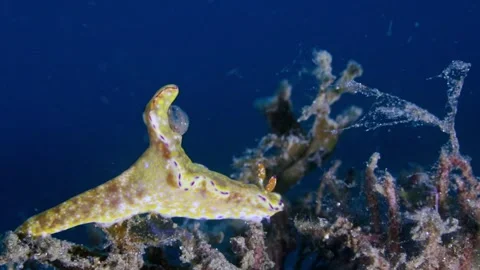 Title: 4K Underwater Macro Of Colorful Nudibranch Sea Slug Crawling Across Stock Footage 340427287