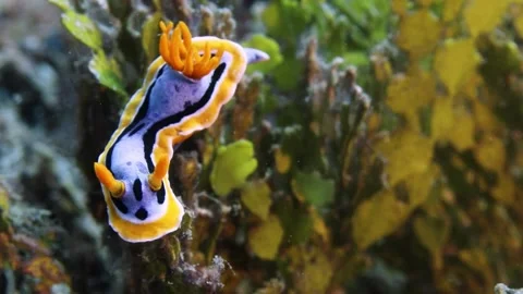 Title: 4K Underwater Macro Of Colorful Nudibranch Sea Slug Crawling Across Stock Footage 340427993